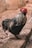 A rooster with dark plumage featuring highlights of white stands on a rough, stony surface. Its bright red comb contrasts distinctly against its feathered body. The background is blurred, focusing attention on the bird.