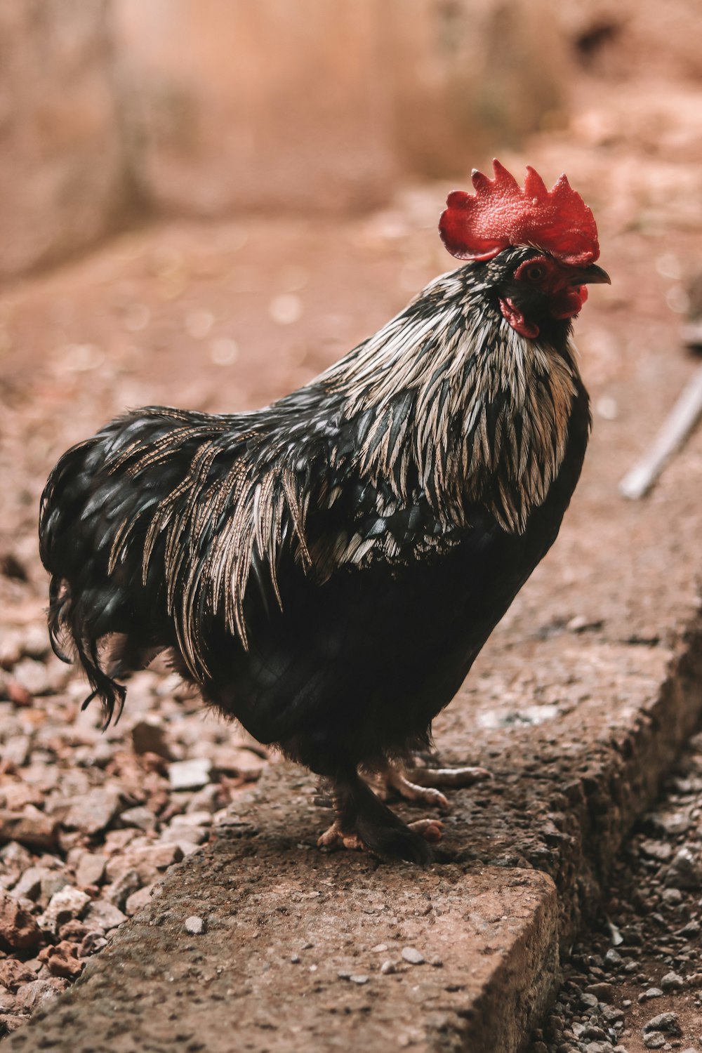 black and white rooster on brown soil