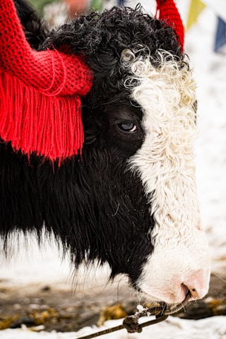 The image features a close-up view of the side profile of a yak's face. The yak has a fluffy black and white woolly coat, with distinctive curling fur. Its head is adorned with bright red textile ornaments wrapped around its horns, providing a striking contrast to its natural hair colors. The background is blurred, likely snow-covered ground, suggesting a cold environment.