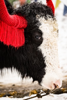 The image features a close-up view of the side profile of a yak's face. The yak has a fluffy black and white woolly coat, with distinctive curling fur. Its head is adorned with bright red textile ornaments wrapped around its horns, providing a striking contrast to its natural hair colors. The background is blurred, likely snow-covered ground, suggesting a cold environment.