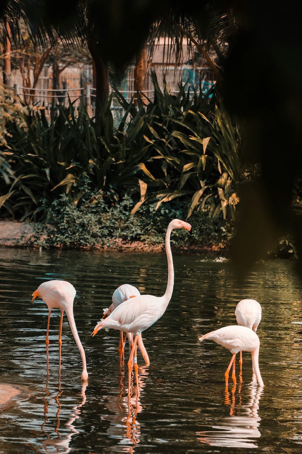 flock of flamingos on water