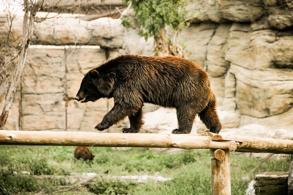 black bear on brown wooden fence during daytime