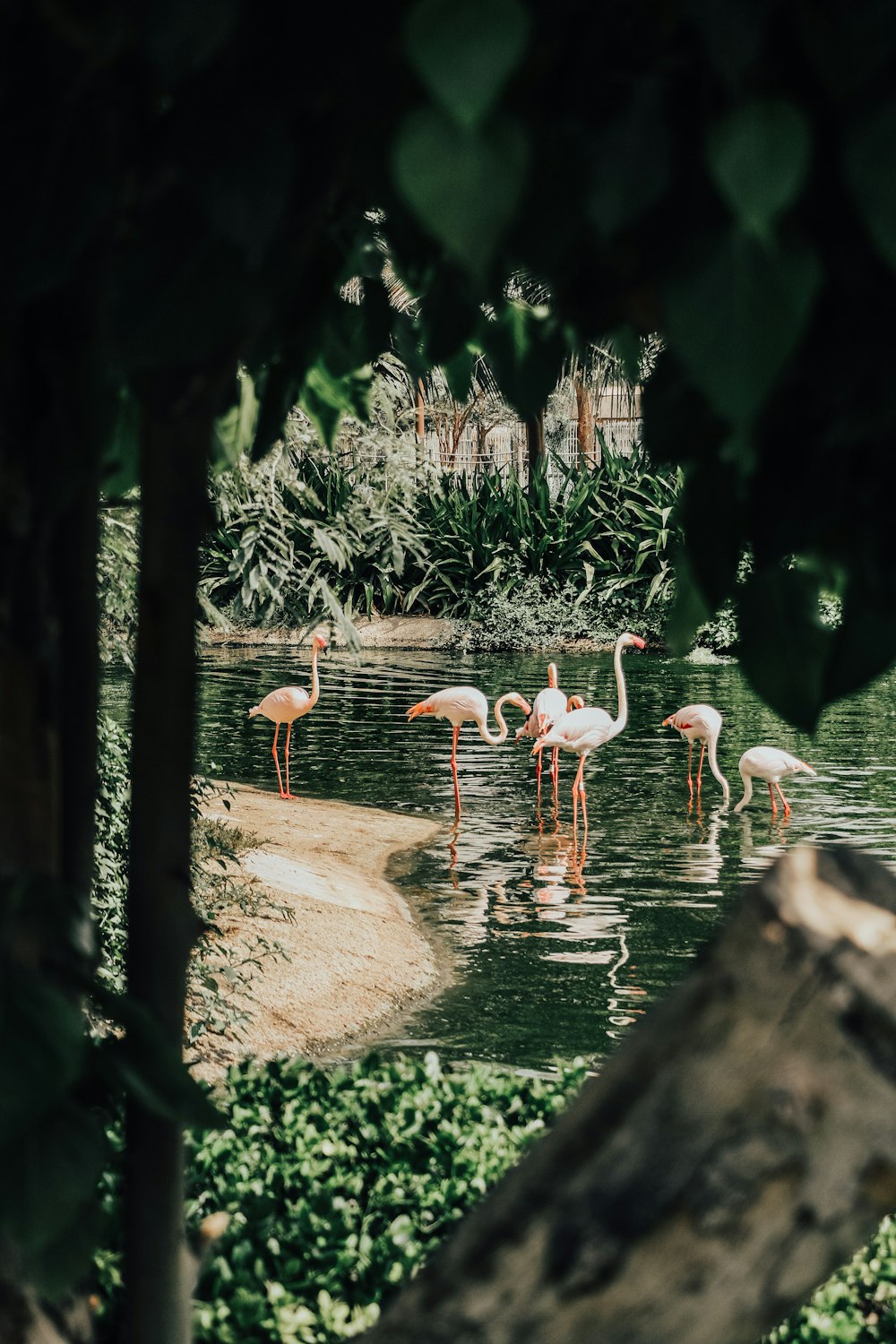 flock of flamingos on water during daytime