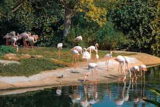 flock of flamingos on river during daytime