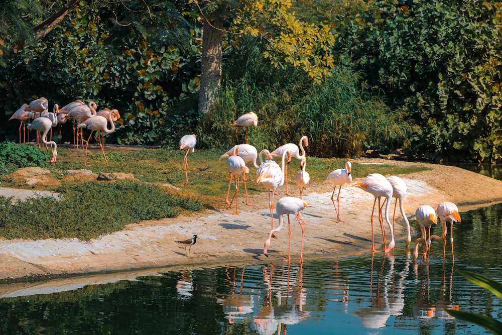 flock of flamingos on river during daytime