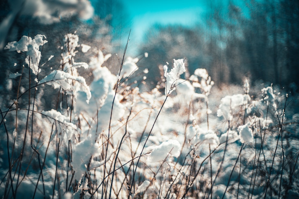 white flowers under blue sky