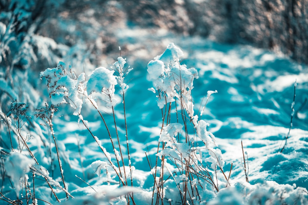 white flowers in tilt shift lens