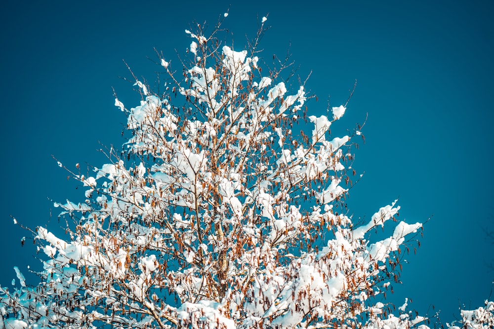 white cherry blossom tree under blue sky during daytime