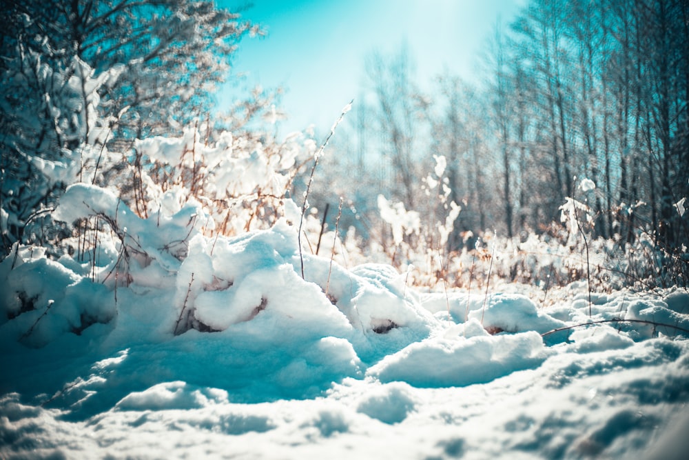 snow covered trees during daytime