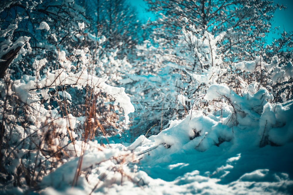 snow covered trees during daytime