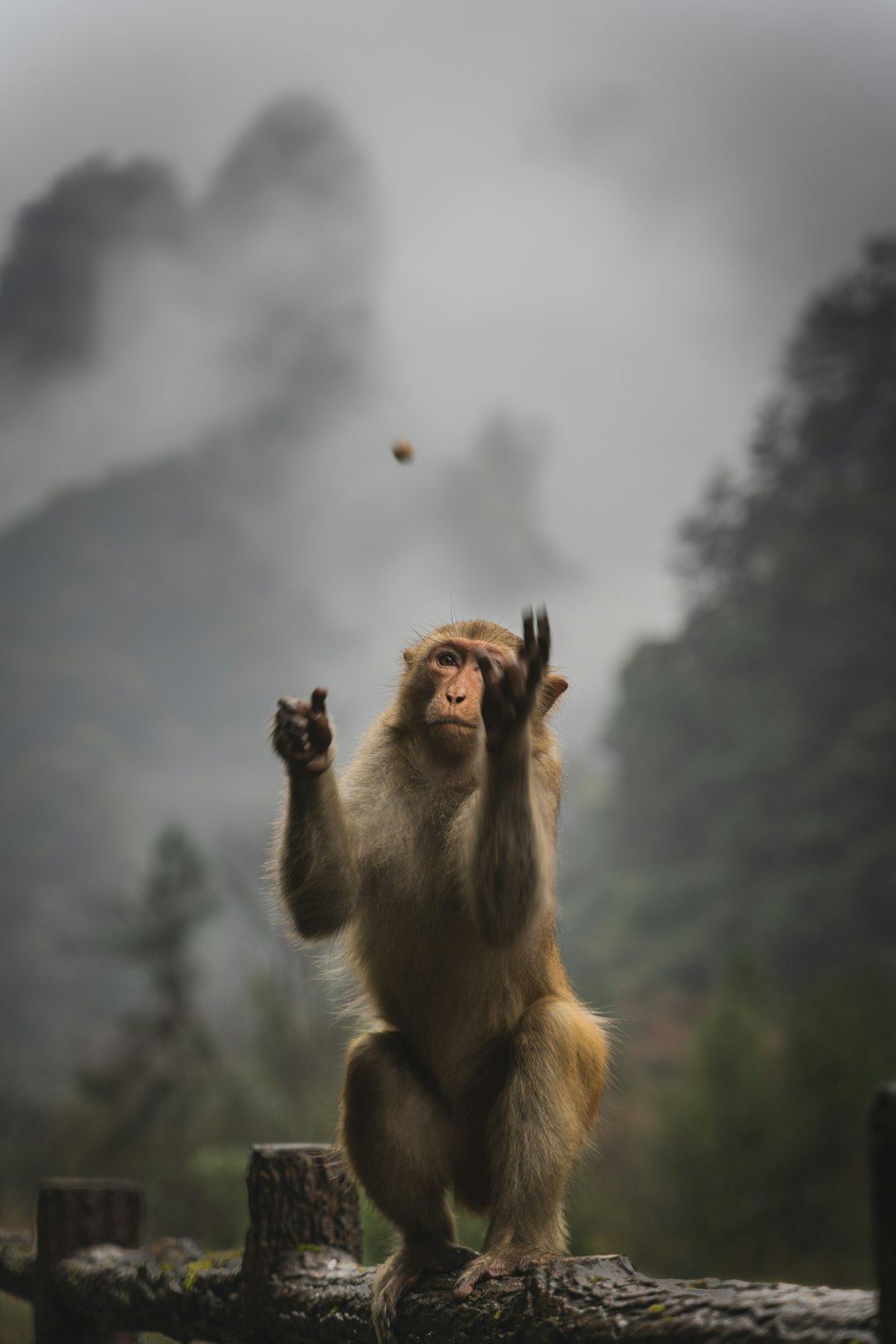 brown monkey sitting on brown wooden fence under white clouds during daytime