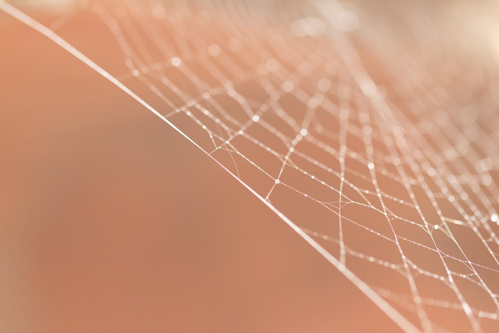 water droplets on spider web in close up photography