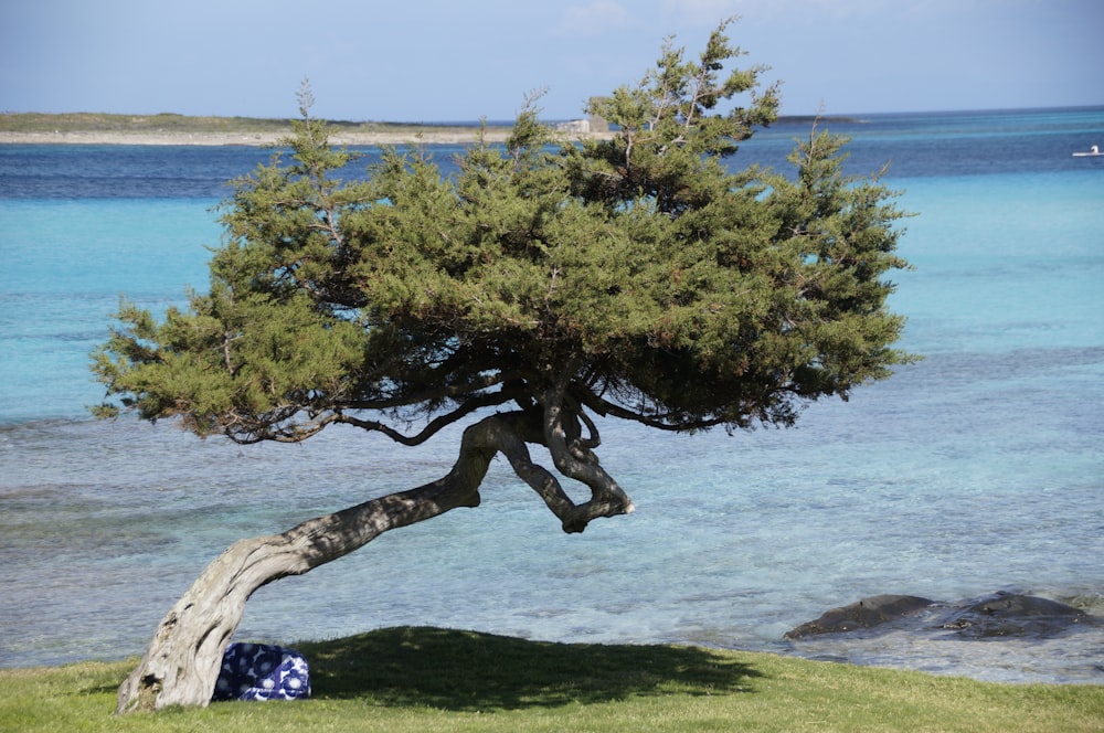 green tree near body of water during daytime