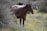 Three horses stand calmly in a field amidst tall, wild grasses and small purple wildflowers. The foreground features a brown horse, while two other horses with darker and grey coats are in the background. The setting is tranquil, surrounded by natural greenery and soft light.