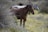 Three horses stand calmly in a field amidst tall, wild grasses and small purple wildflowers. The foreground features a brown horse, while two other horses with darker and grey coats are in the background. The setting is tranquil, surrounded by natural greenery and soft light.