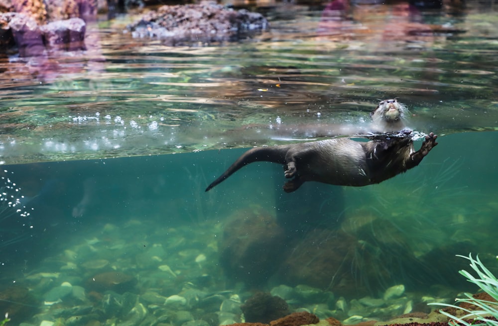 sea lion in water during daytime