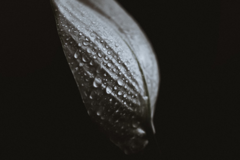 water droplets on green leaf