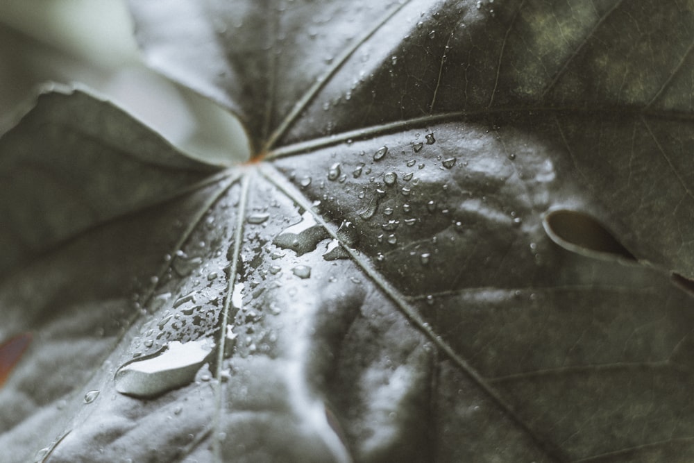 water droplets on green leaf