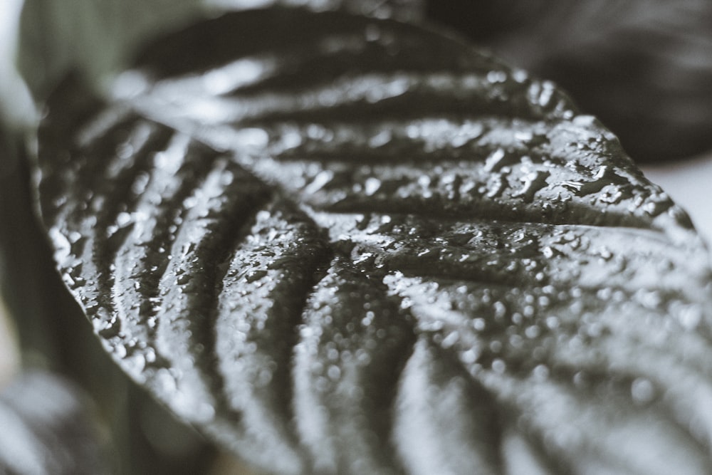 water droplets on green leaf