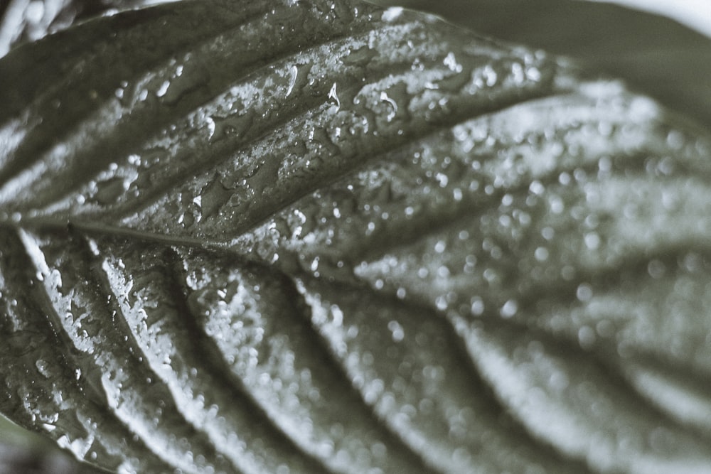 green leaf with water droplets