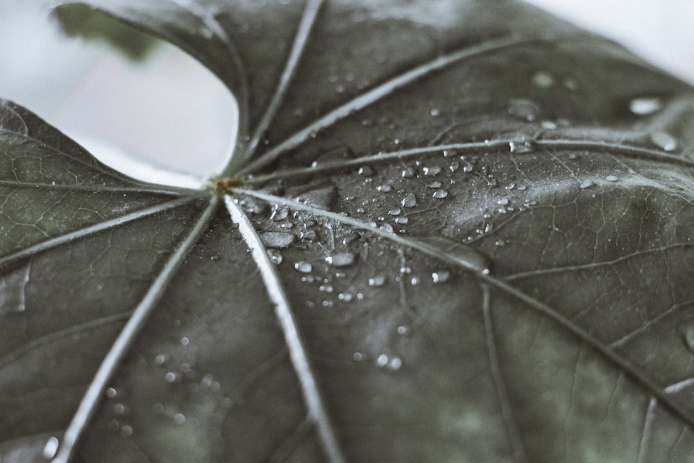 water droplets on green leaf