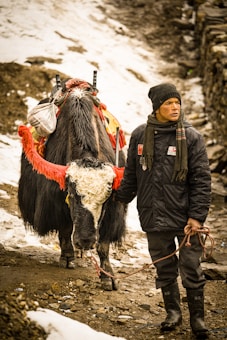 A person dressed in winter clothing standing beside a decorated yak on a snowy mountain path. The yak is adorned with colorful adornments, including red wool and a white decorative pattern on its forehead. The background features rocky terrain partially covered in snow.