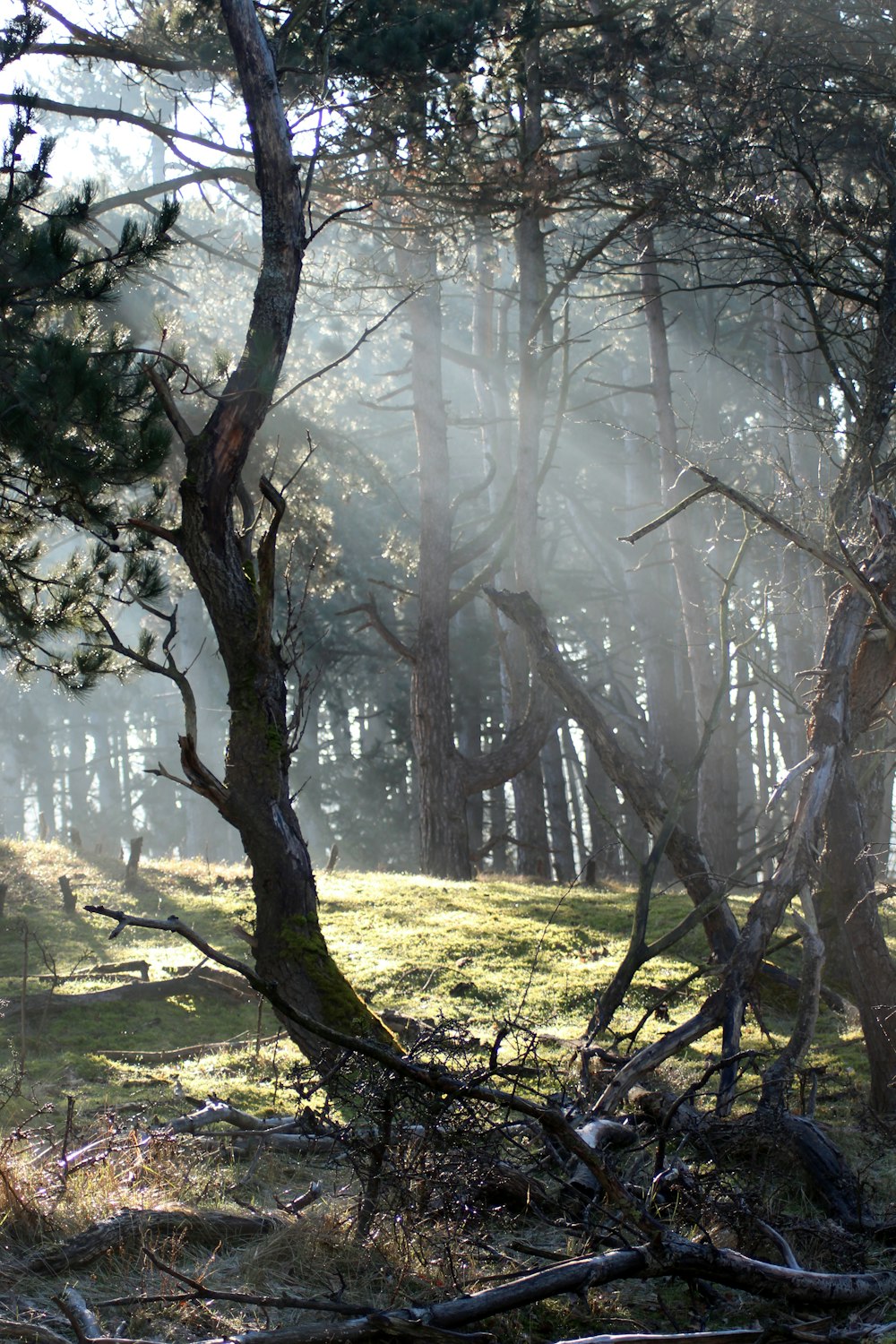 Albero senza foglie marrone sul campo di erba verde durante il giorno