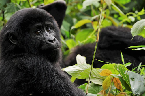 black gorilla in green leaves