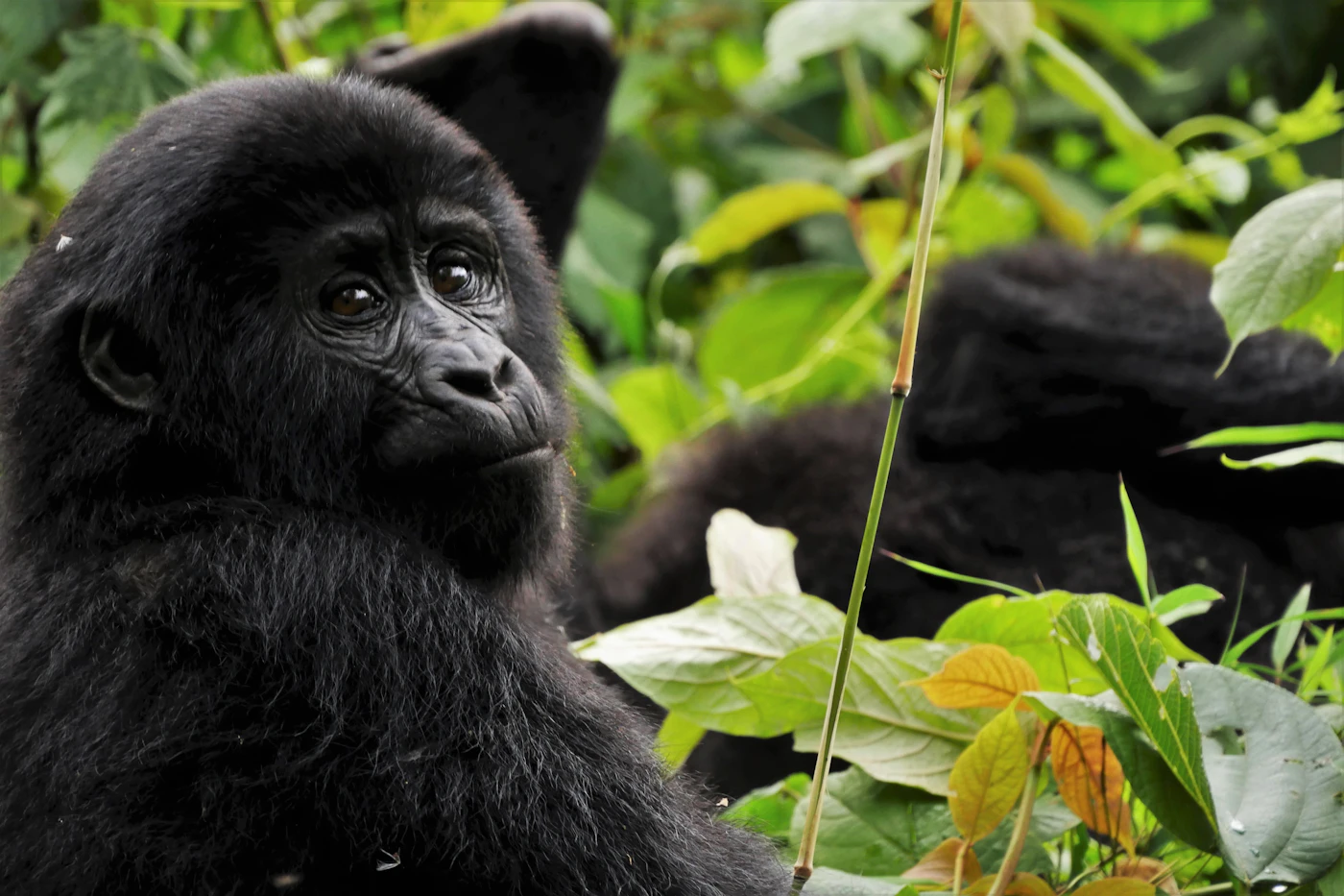 Mountain gorilla in the forest undergrowth of Rwanda's Volcanoes National Park, where permits are issued by name