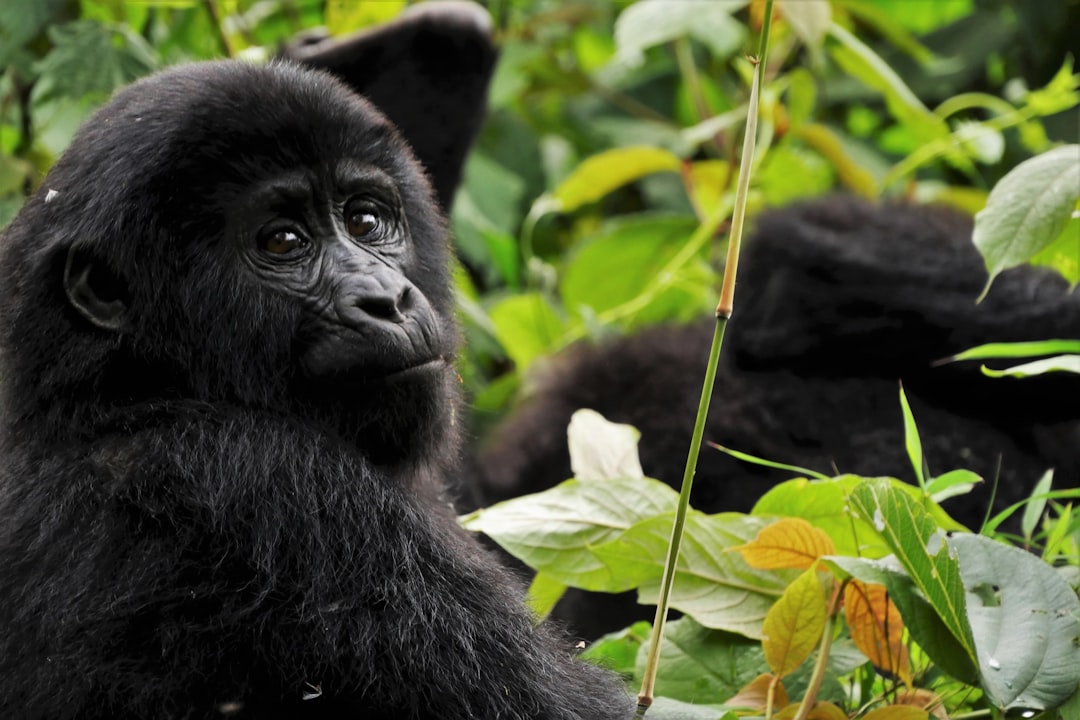 black gorilla in green leaves, Gorilla sitting in the rainforest of Uganda