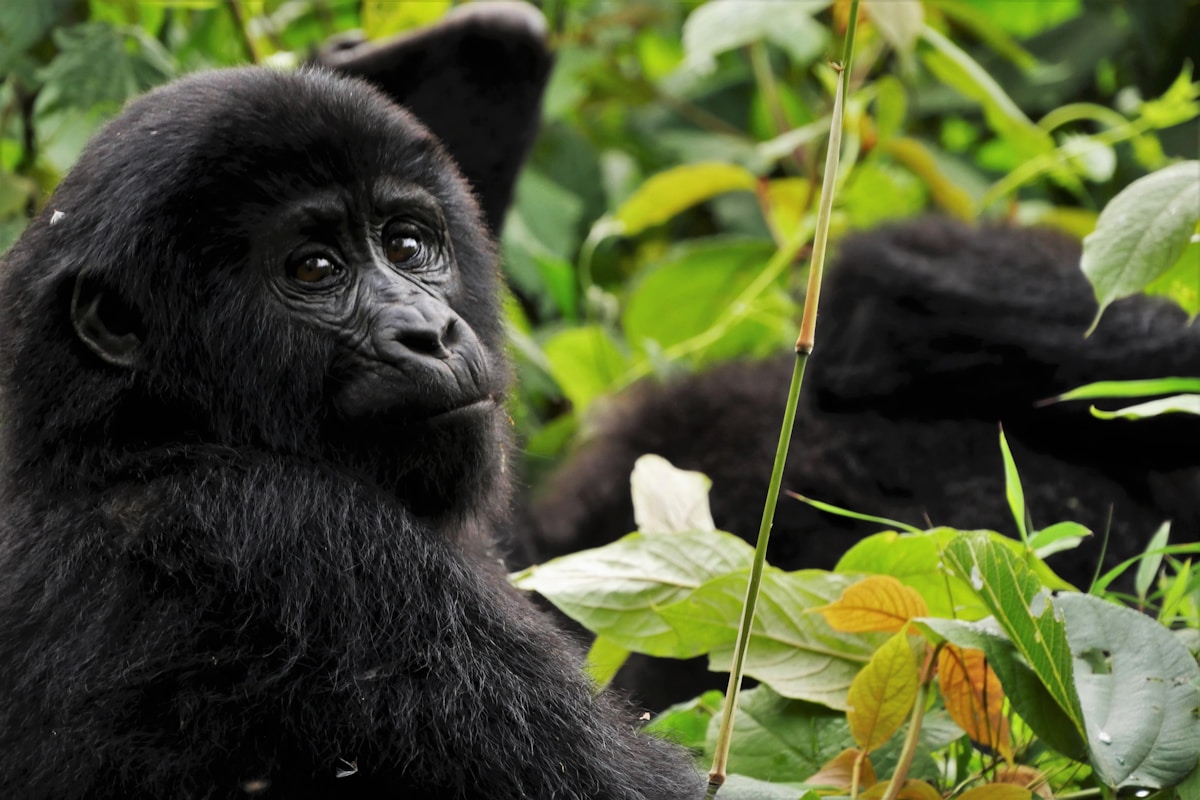 Uganda Destination