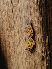 Two orange and black bugs with distinctive patterns on their backs are positioned on a rough wooden surface.