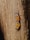 Two orange and black bugs with distinctive patterns on their backs are positioned on a rough wooden surface.