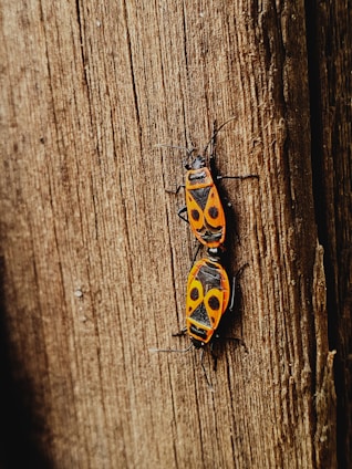 Two orange and black bugs with distinctive patterns on their backs are positioned on a rough wooden surface.