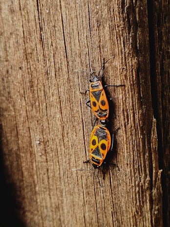 Two orange and black bugs with distinctive patterns on their backs are positioned on a rough wooden surface.