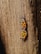 Two orange and black bugs with distinctive patterns on their backs are positioned on a rough wooden surface.