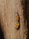 Two orange and black bugs with distinctive patterns on their backs are positioned on a rough wooden surface.