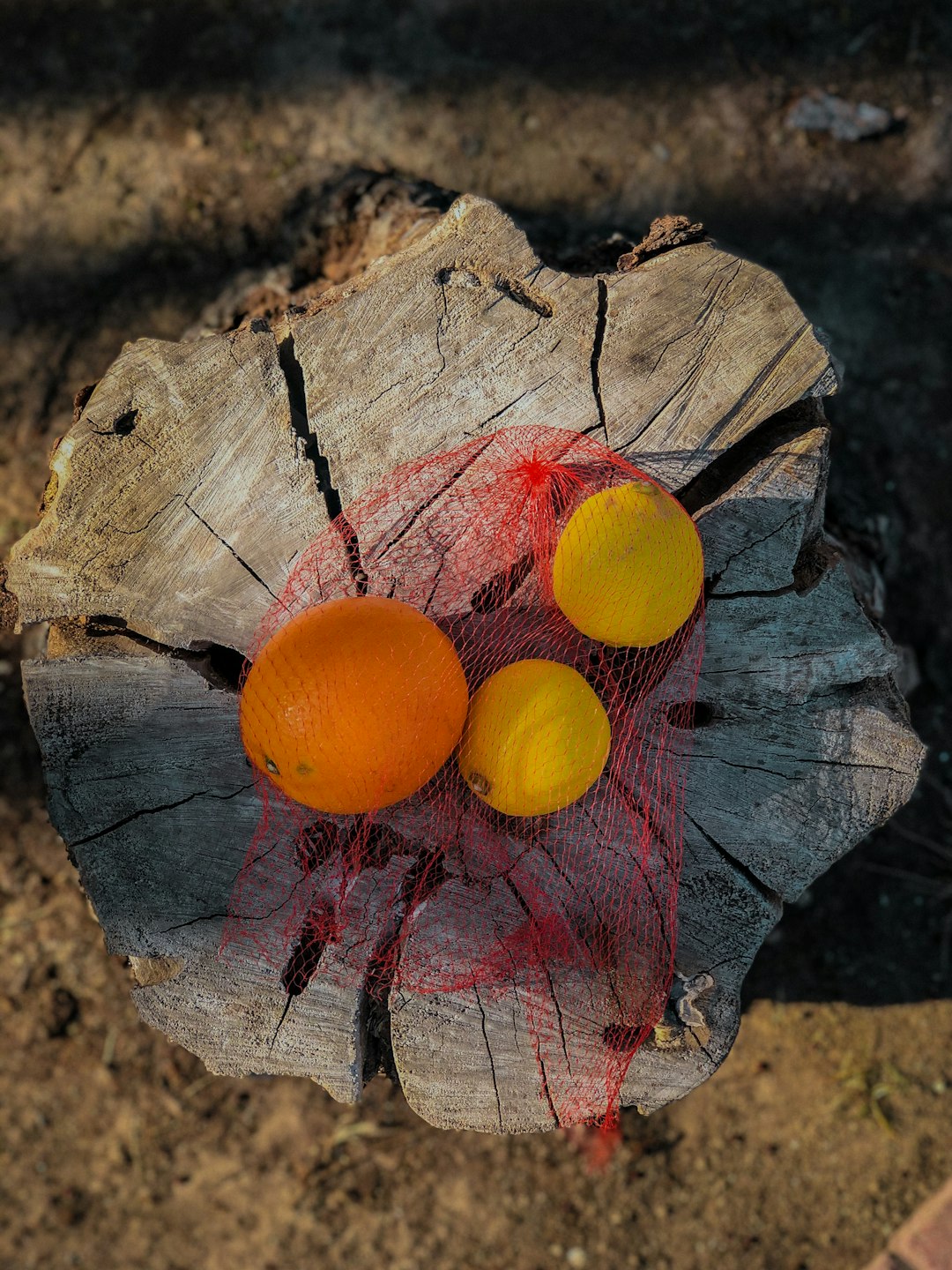 orange fruit on brown tree