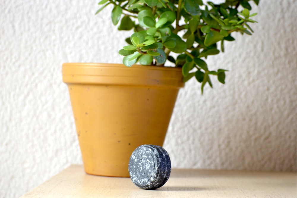 green plant on brown clay pot