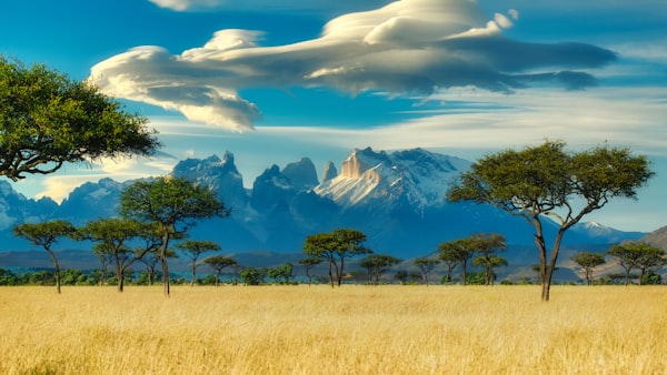 view of natural landscape of a savannah with yellow grass, green trees and snowy mountains in the background
