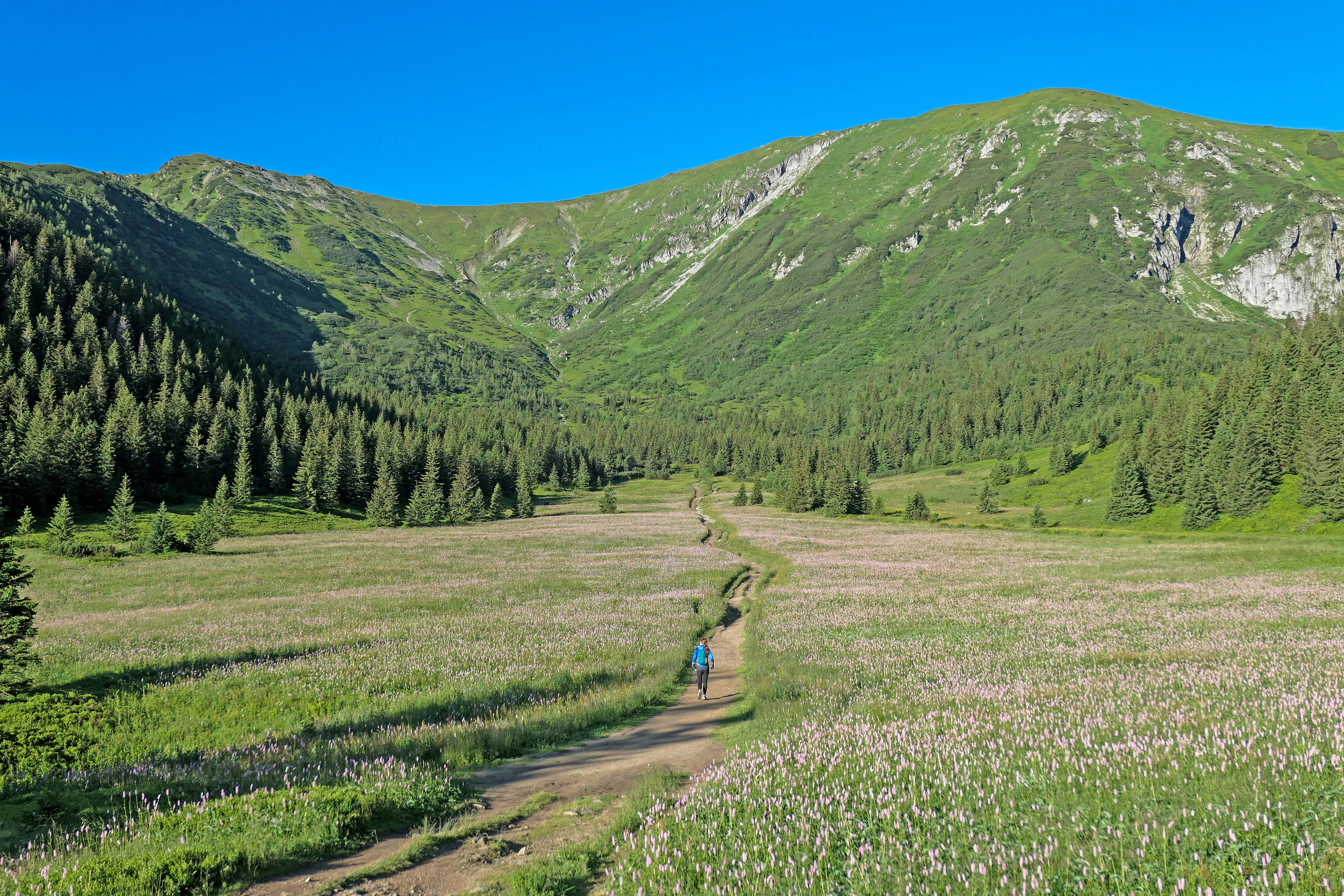 person walking on pathway between green grass field during daytime, 