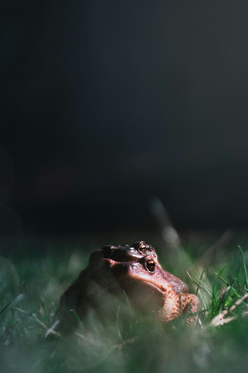 brown frog on green grass