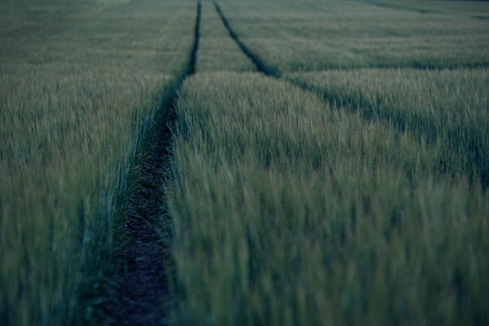 green grass field during daytime