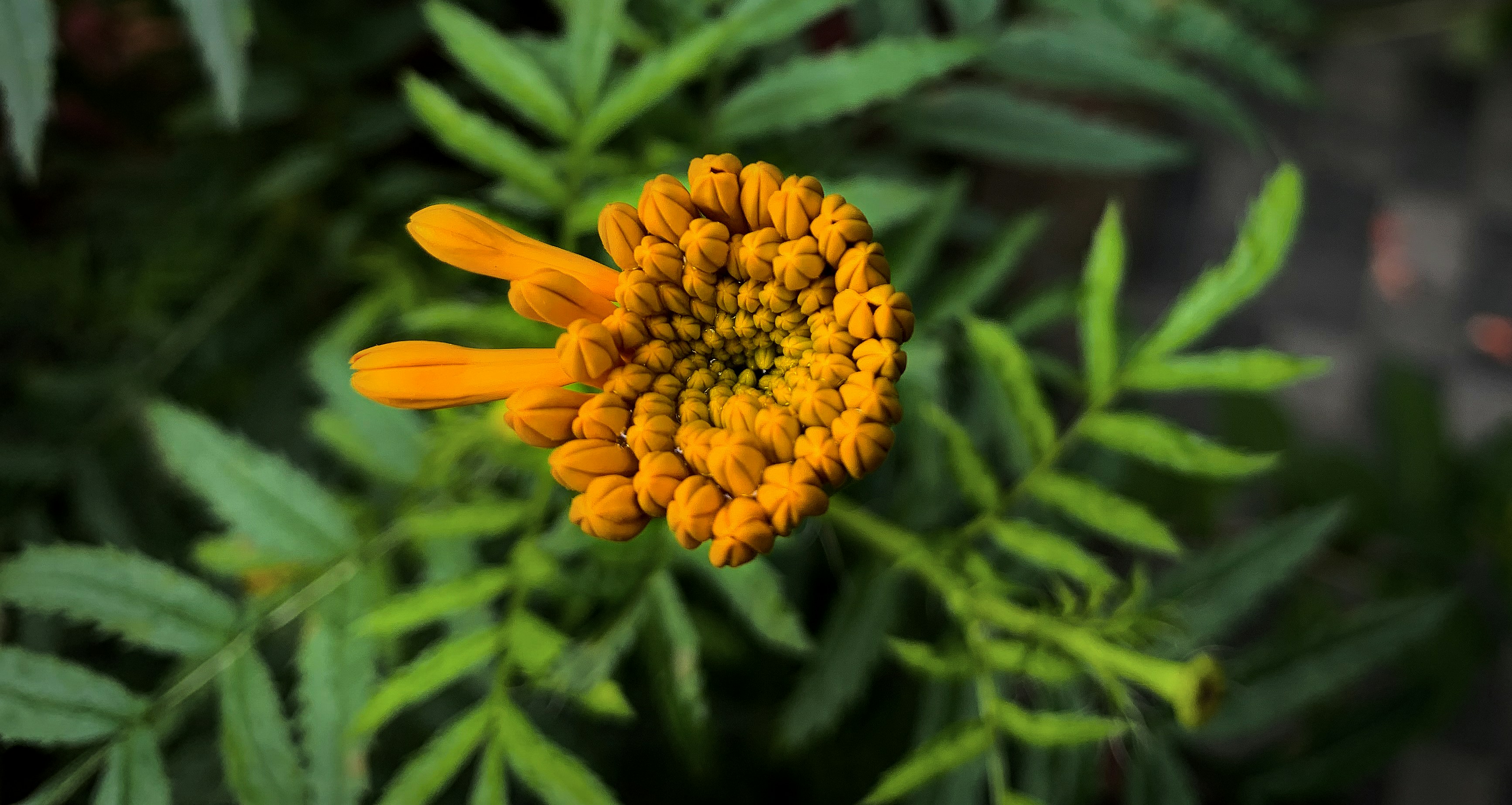 Photo by ankur_dutta