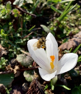 A bee is perched on a white flower with prominent orange and yellow stamens, situated among green leaves and stems in a natural outdoor setting.