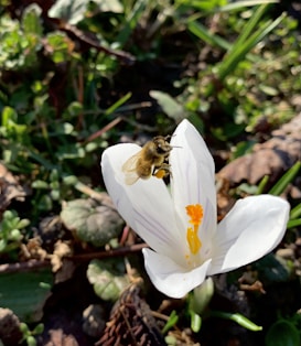 A bee is perched on a white flower with prominent orange and yellow stamens, situated among green leaves and stems in a natural outdoor setting.