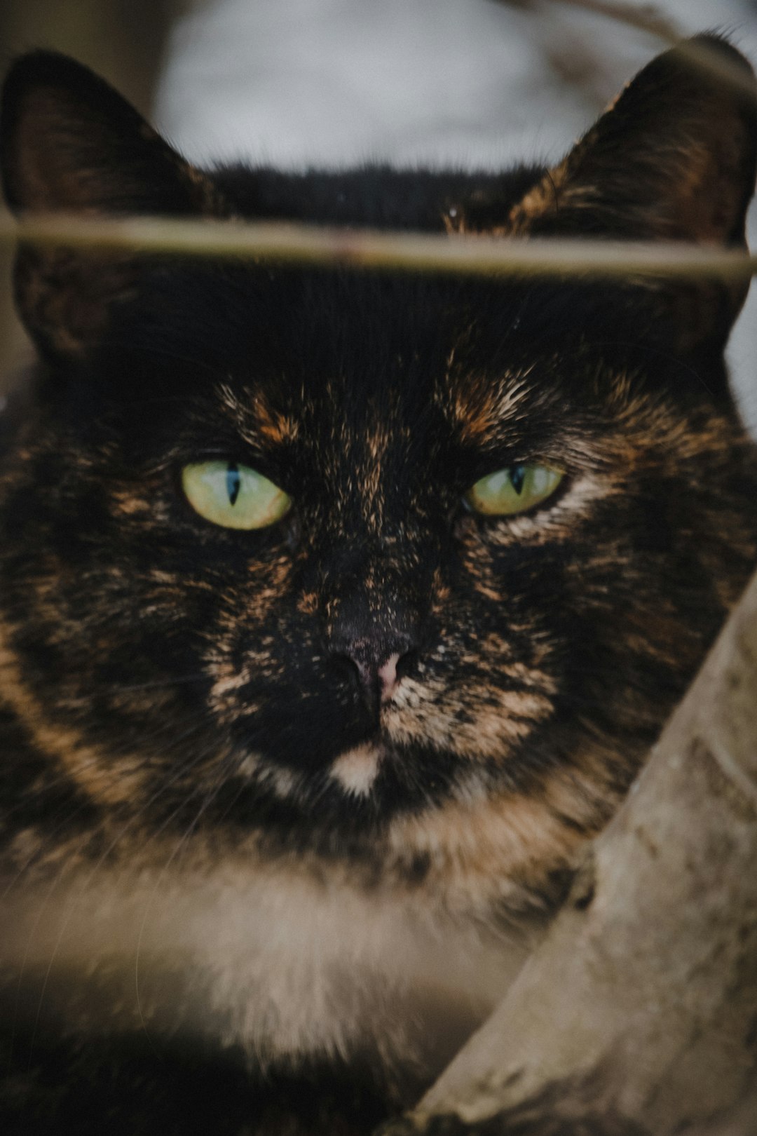 black and white cat on brown wooden table