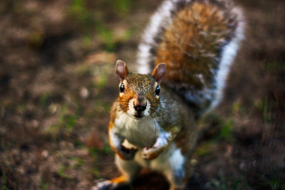 brown and white squirrel on ground