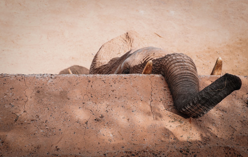 brown and black elephant lying on brown sand during daytime