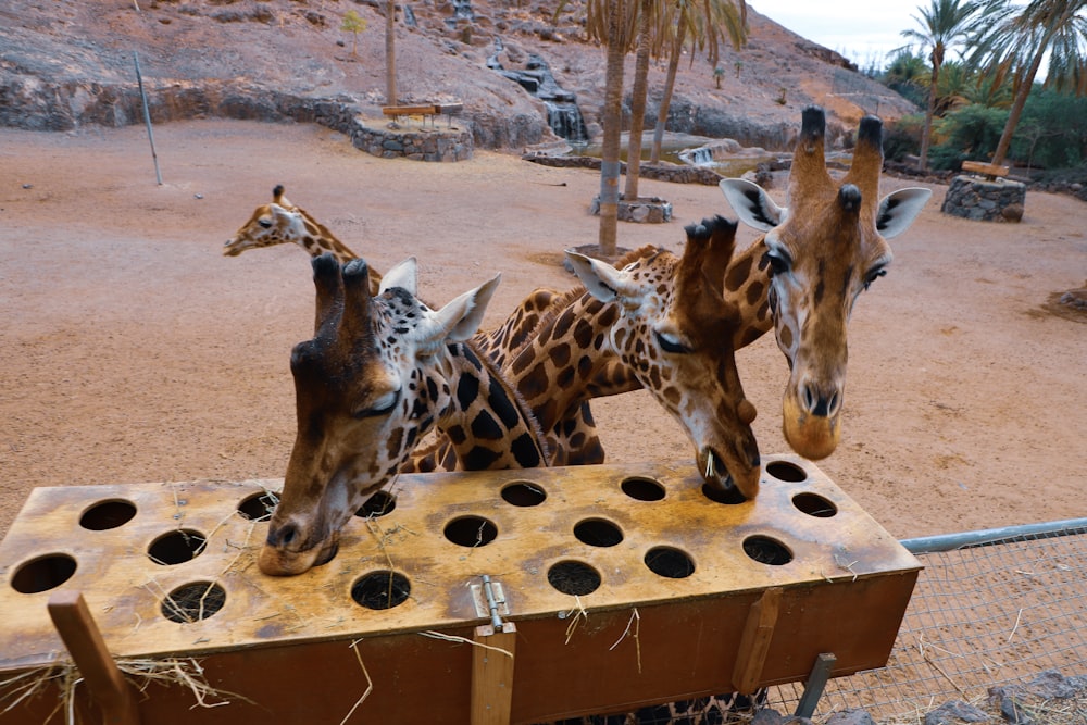 brown and white giraffe on brown wooden cage